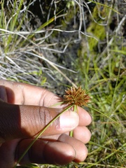 Cyperus congestus