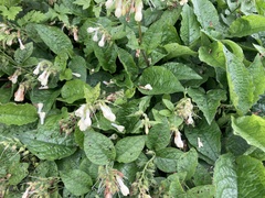 Symphytum grandiflorum
