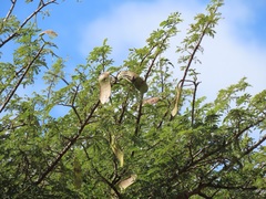 Albizia forbesii