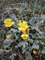 Potentilla cinerea