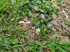 Viola arvensis