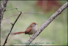 Spix's Spinetail photo 3