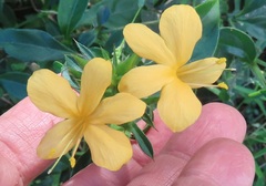 Barleria delagoensis