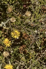 Xanthisma scabrellum