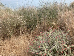 Echium angustifolium