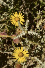 Xanthisma scabrellum