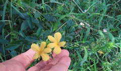 Barleria delagoensis