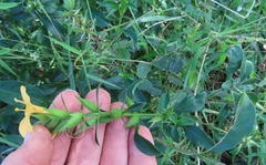 Barleria delagoensis