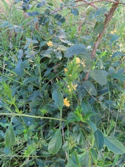 Barleria delagoensis