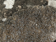 Pyrenodesmia variabilis