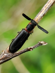 Monophylla terminata