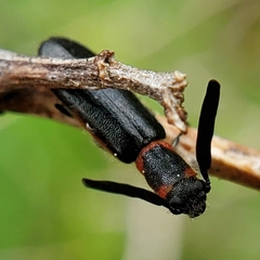 Monophylla terminata