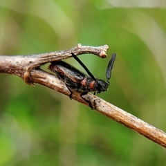 Monophylla terminata