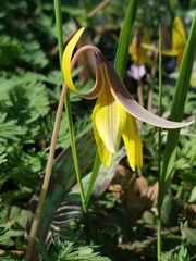 Erythronium americanum
