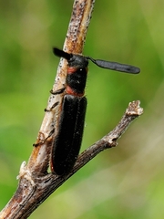 Monophylla terminata