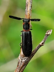 Monophylla terminata