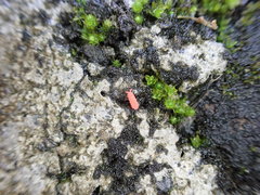 Bilobella