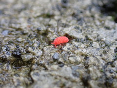 Bilobella