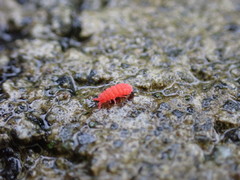 Bilobella