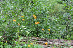 Lilium pardalinum wigginsii