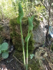Aristolochia clematitis