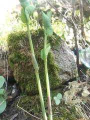 Aristolochia clematitis