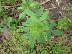 Melilotus suaveolens