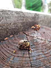 Otiorhynchus armadillo