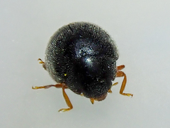 Scymnus rubromaculatus