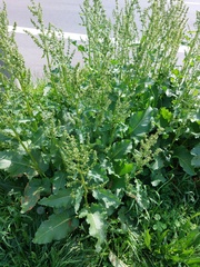 Rumex