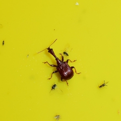 Paracycnotrachelus