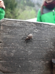 Otiorhynchus armadillo