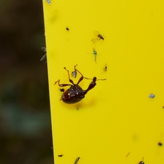 Paracycnotrachelus