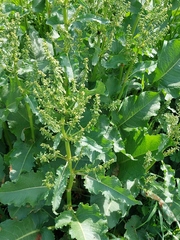 Rumex
