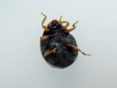 Scymnus rubromaculatus