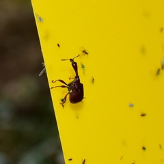Paracycnotrachelus