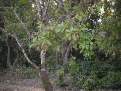 Alseodaphne semecarpifolia