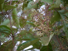Alseodaphne semecarpifolia