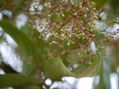 Alseodaphne semecarpifolia