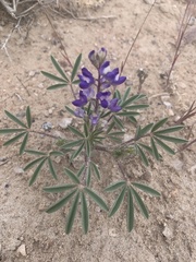 Lupinus pusillus