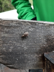 Otiorhynchus armadillo