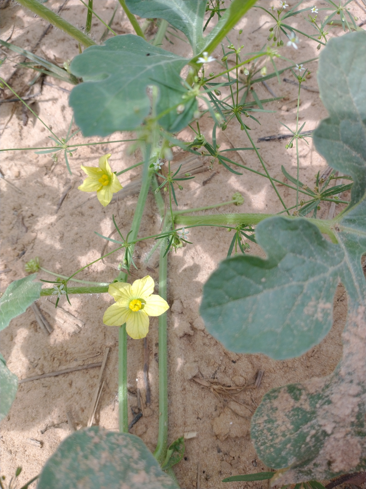 Citrullus lanatus