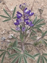 Lupinus pusillus