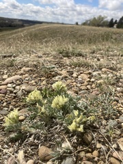 Oxytropis sericea
