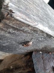 Otiorhynchus armadillo