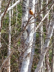 Turdus migratorius image