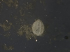 Favulina melo