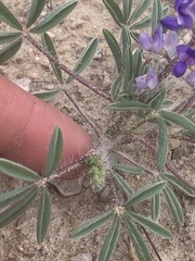 Lupinus pusillus