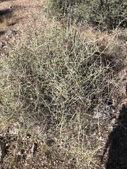 Scutellaria mexicana
