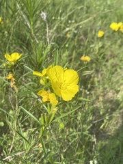 Oenothera berlandieri pinifolia